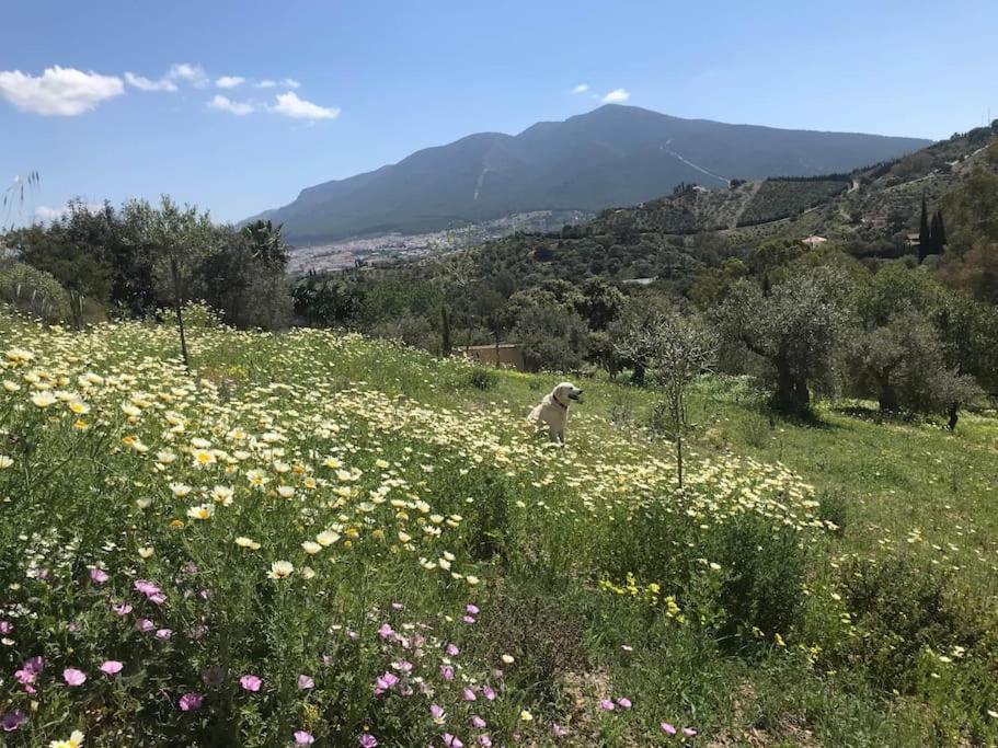 Penthouse Apartment, Cortijo Fruitful Hills Малага Экстерьер фото